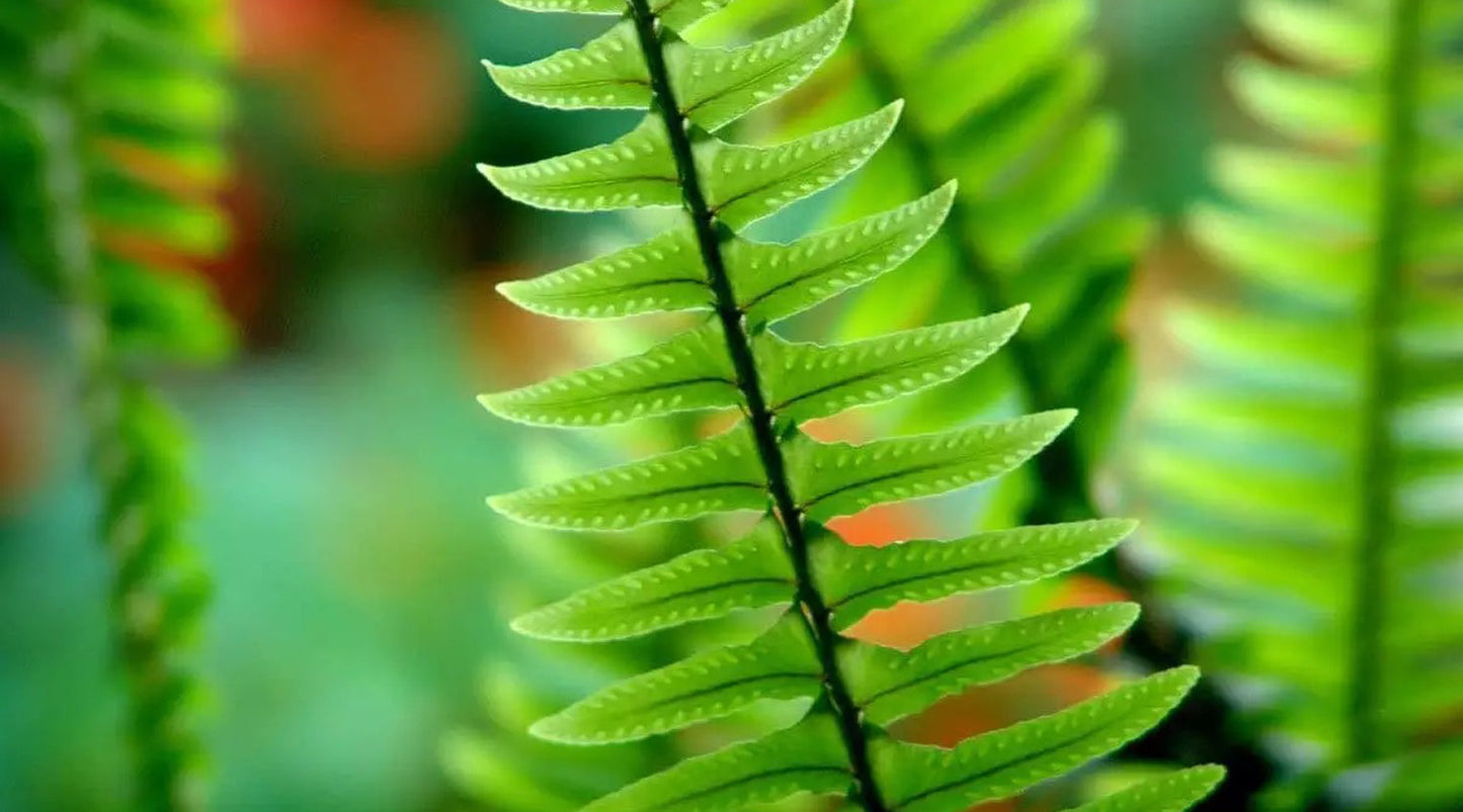 Polypodium Leucotomos