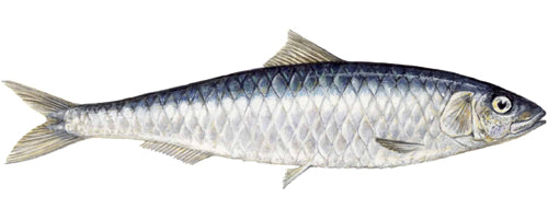 Omega-3 (EPA & DHA)