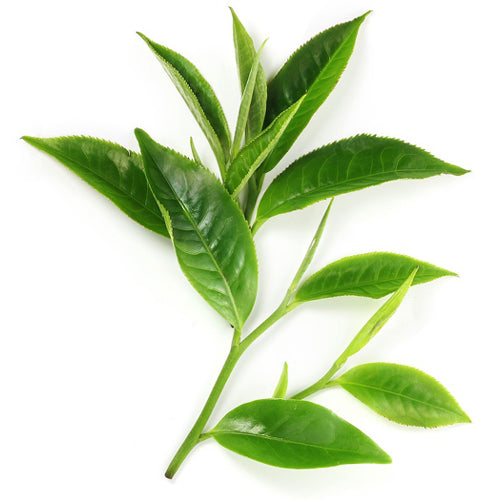 Green Tea Extract (EGCG)