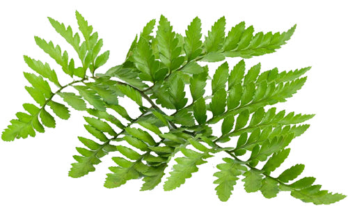 Polypodium Leucotomos (Leaf Extract)