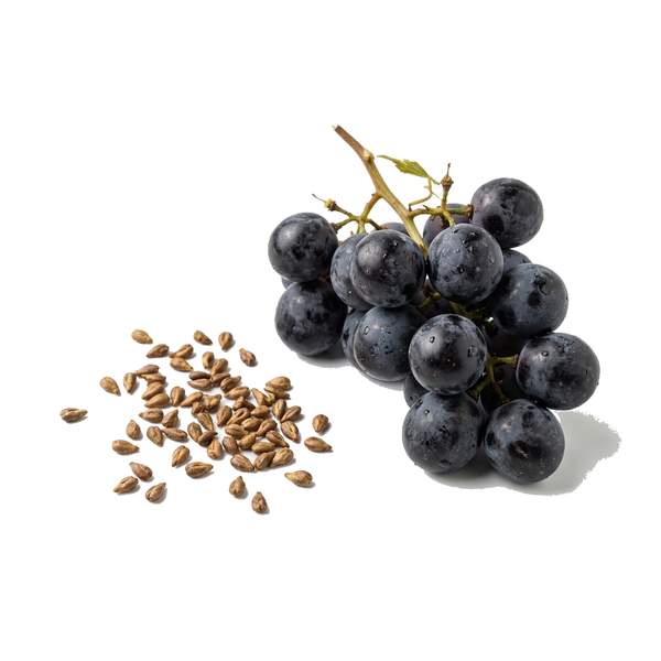 Grape Seed Extract