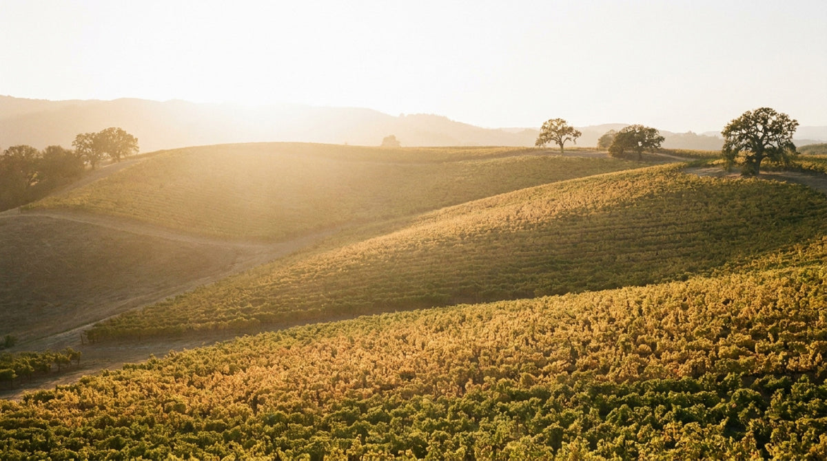 Golden-hour vineyard hills in Napa Valley, California